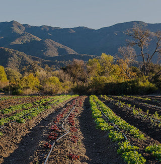 SBCE X Folded Hills: Farm Tour & Golden Hour