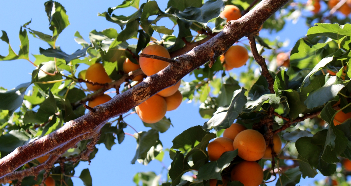 Apricots Growing Organic