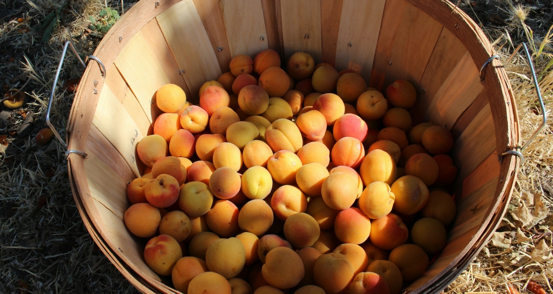 Picking Organic Apricots at our Upick
