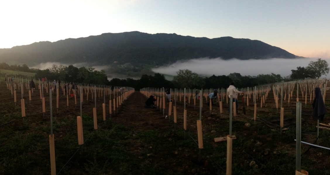 Planting Day Bare Root Grenache