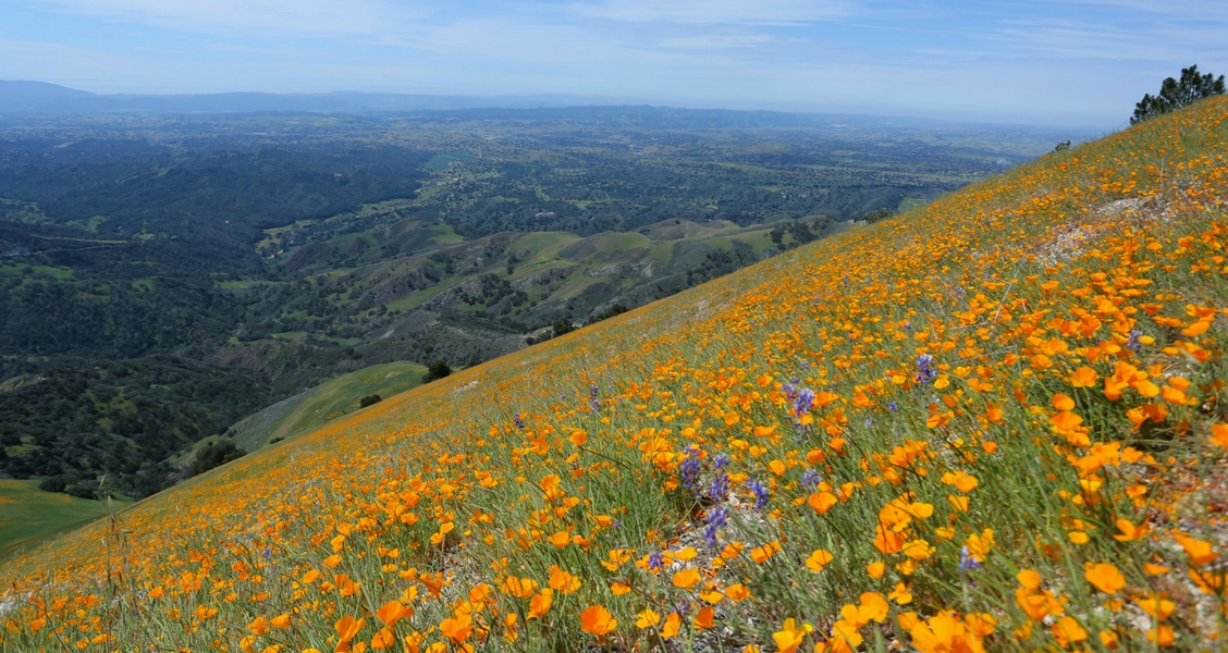 View of superbloom from Grass Mountain