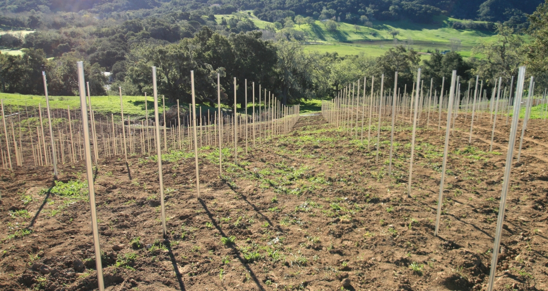 Vineyard Trellis Planting Rhones