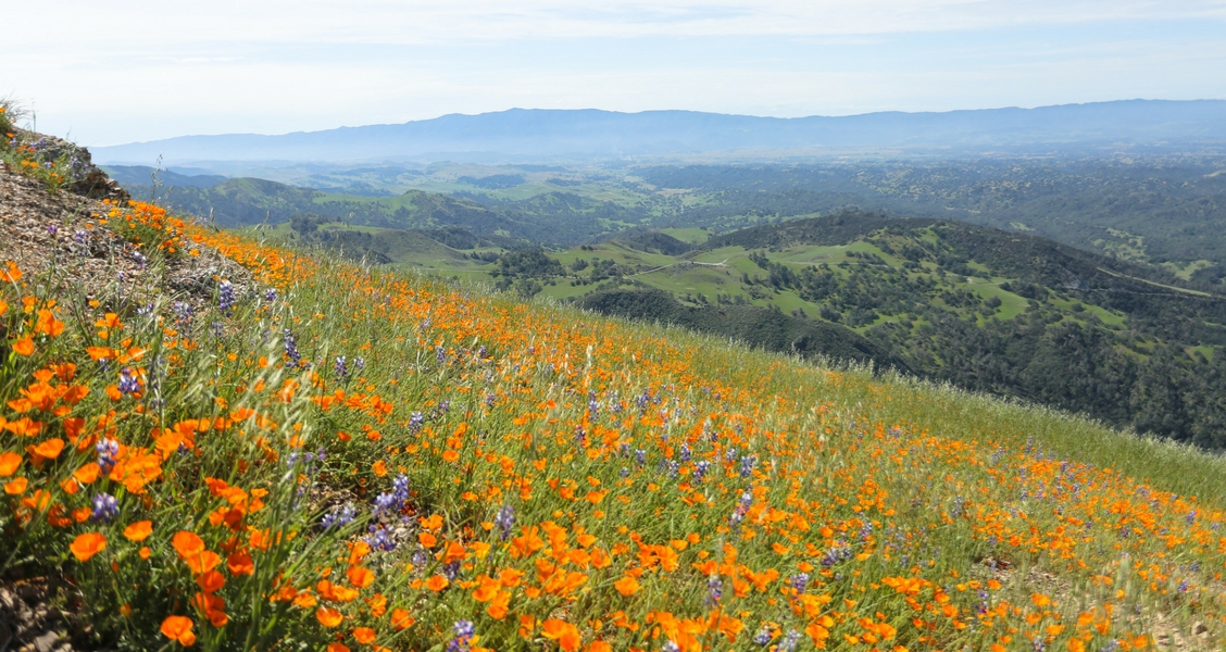 Wildflower superbloom in Santa Ynez Valley