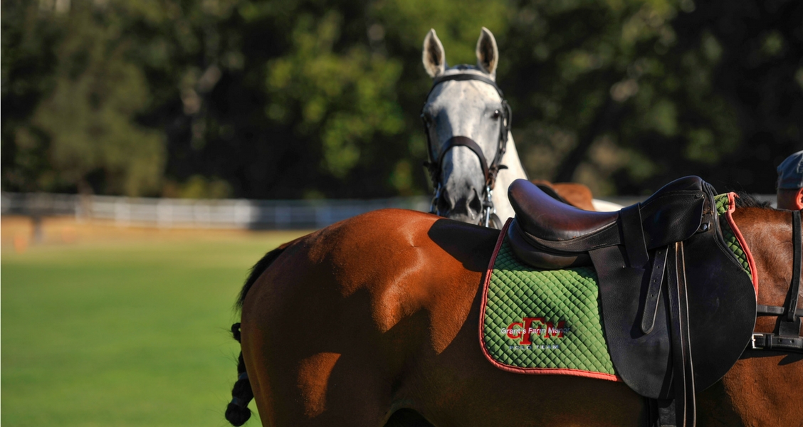 Polo Horses and Tack Santa Barbara